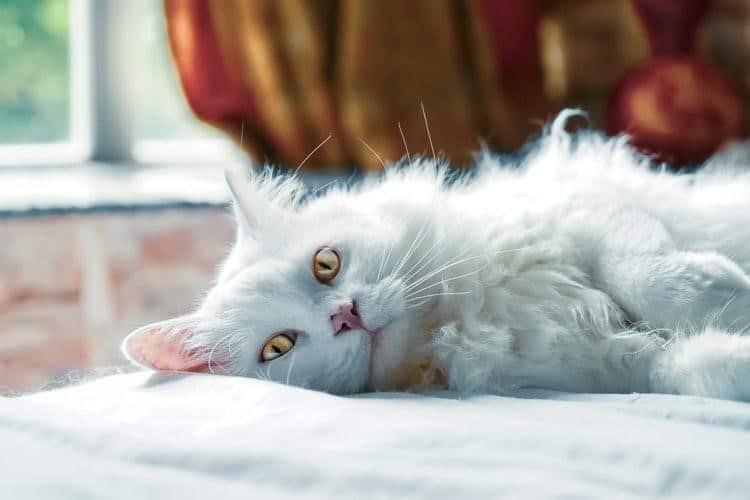 pet hair at home