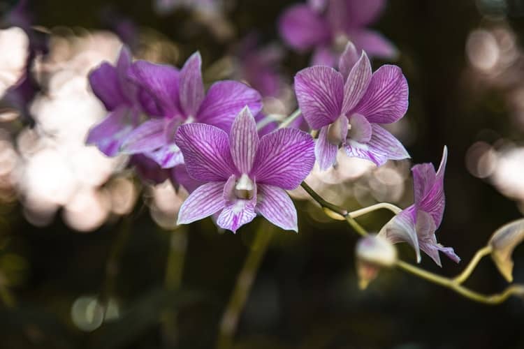 orchids interior design
