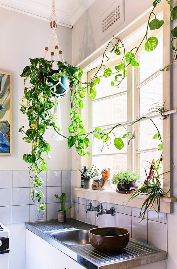 4_Hanging-plant-in-a-small-kitchen Hanging Plants