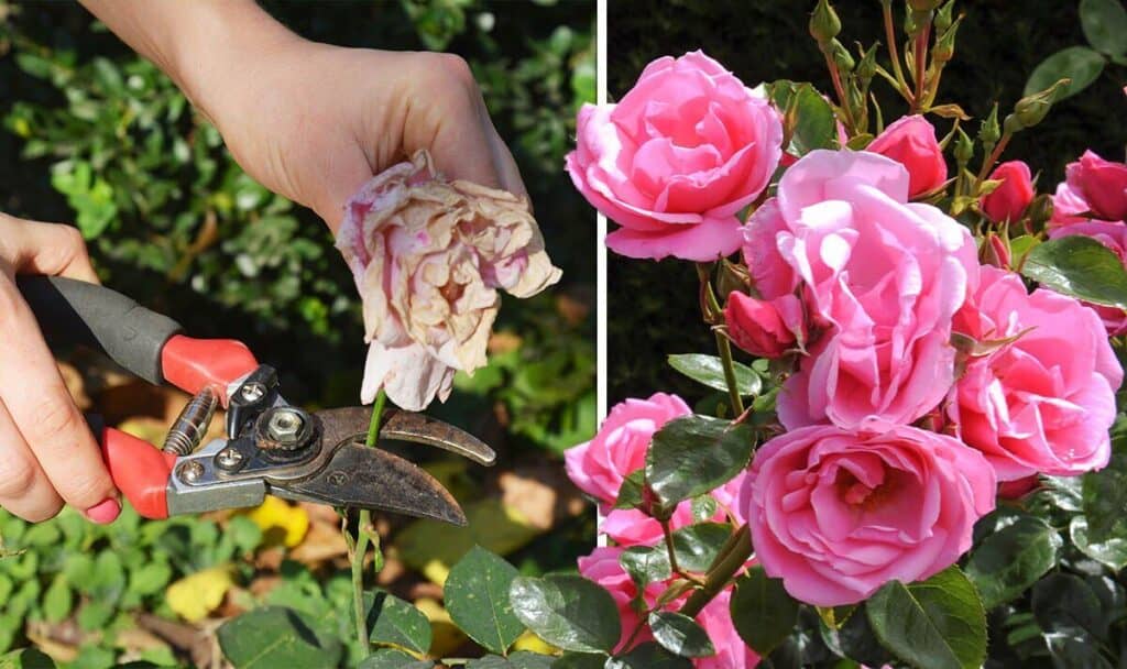 How to Deadhead Roses for Good Health and Encourage Bloom Archute