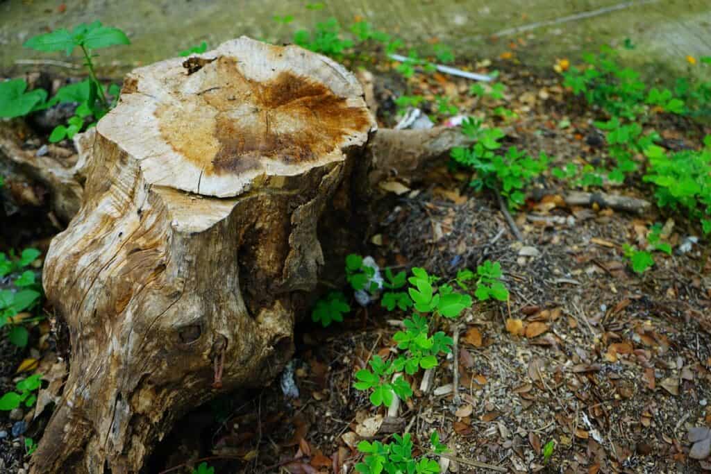 How to Kill a Tree Without Worrying About Sprouting Archute