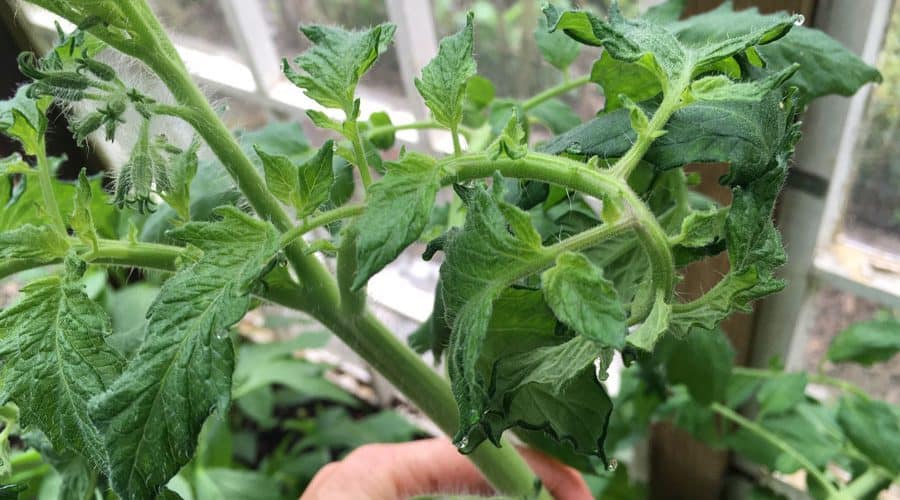 Tomato Plant Actually Poisonous to Humans? -