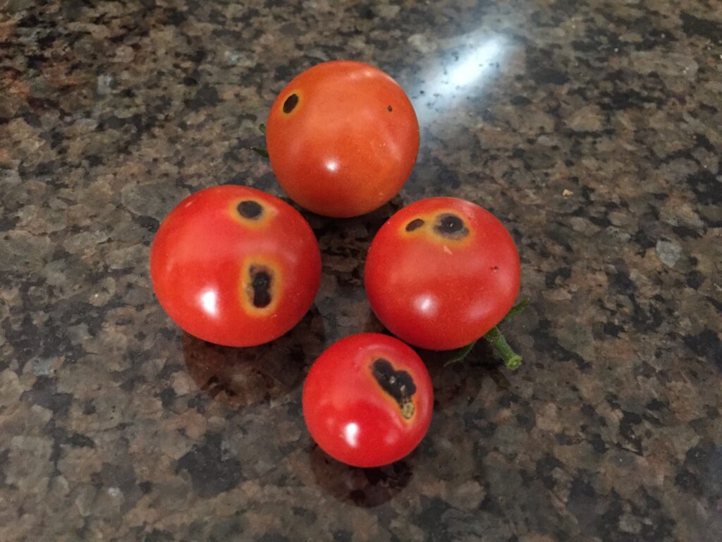 Should You Be Worried About the Black Spots on Tomatoes? Archute