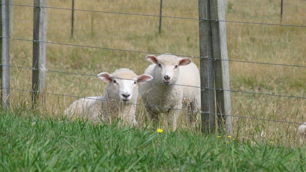 Best Portable Electric Fence for Goats and Sheep Grazing Archute