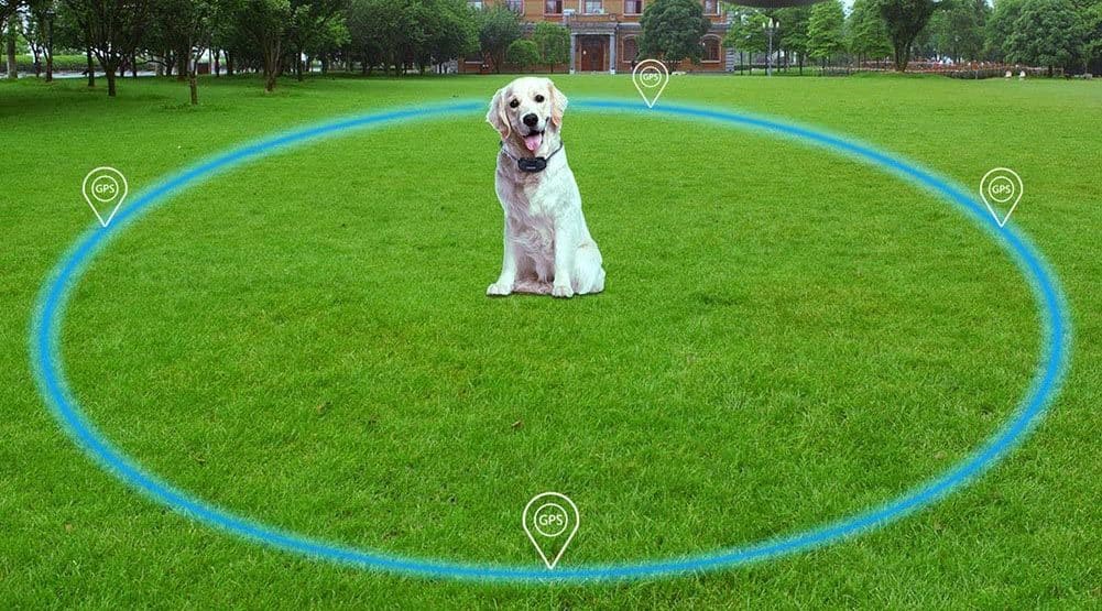 Best Wireless Dog Fence