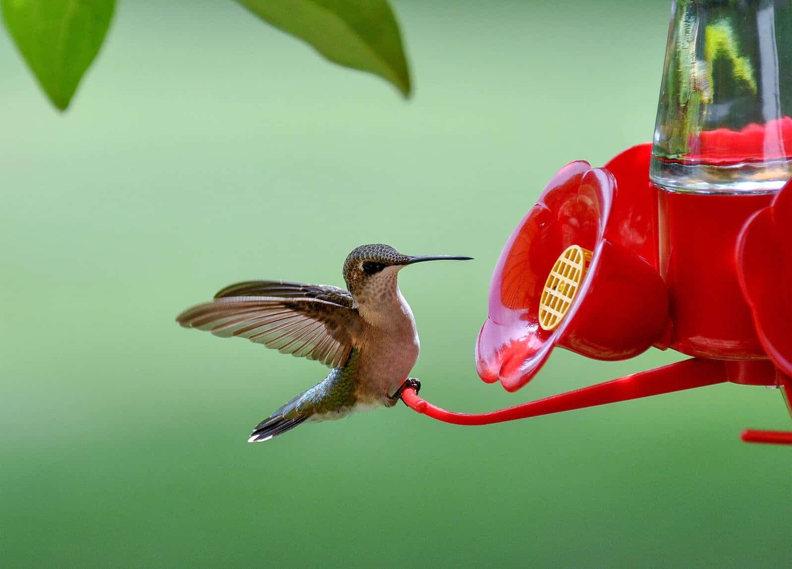 Best Hummingbird Feeder