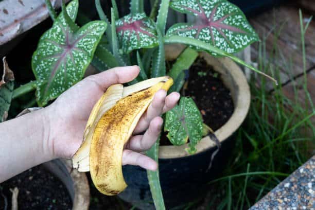 Banana Peel Fertilizer