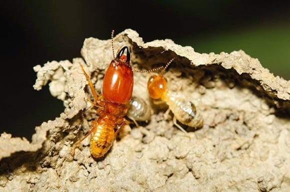 Termite Control Options For Homeowners