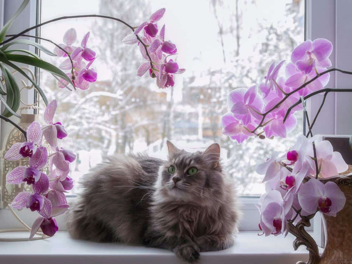 are orchids poisonous to cats aspca