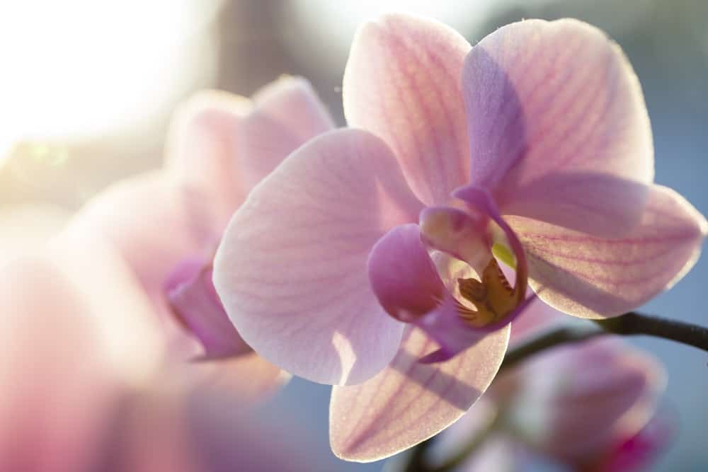 Phalaenopsis or Pink Moth Orchid in Bloom