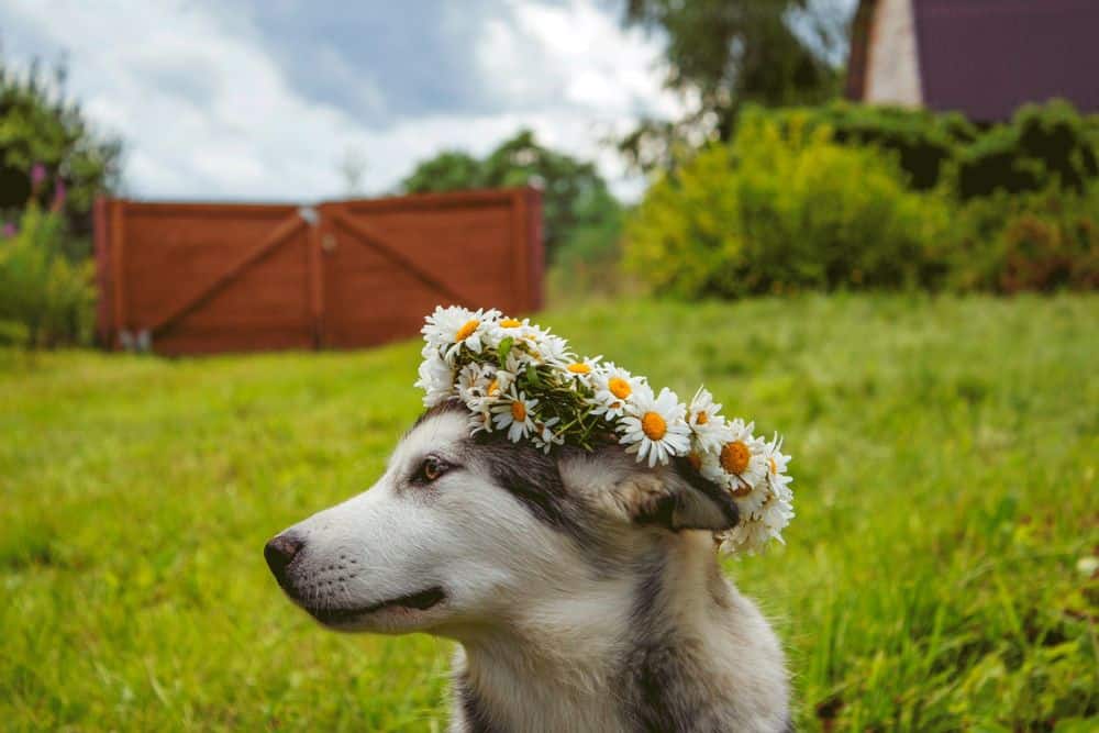 are orchids poisonous to dogs