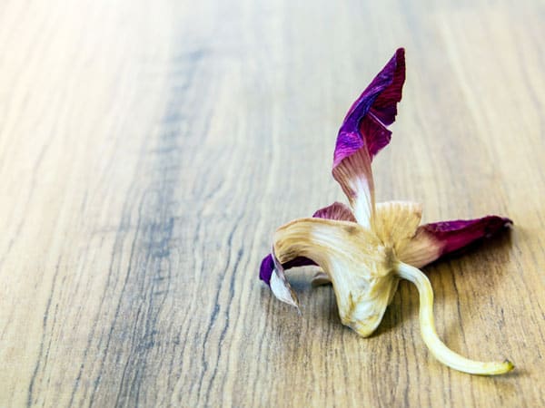 Best Reblooming Tips When Flowers Fall Off Orchids
