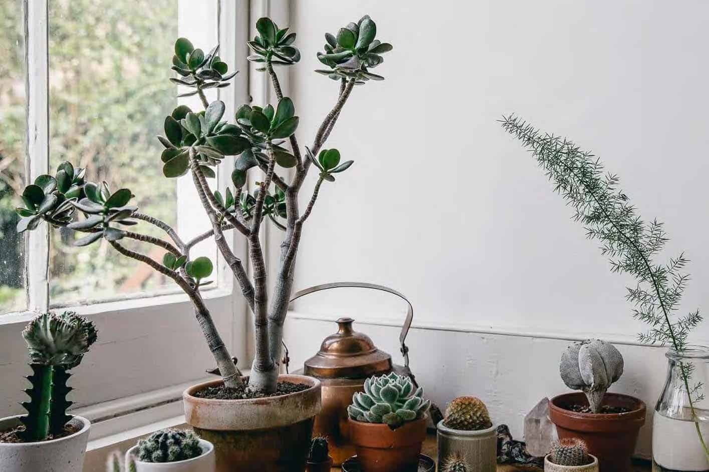How Much Light Do Succulents Need?