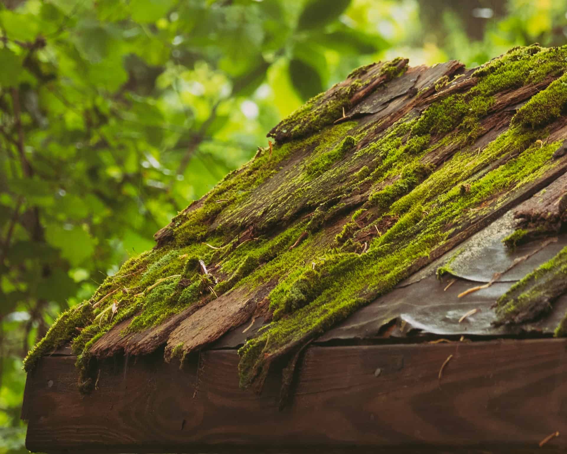 algae roof