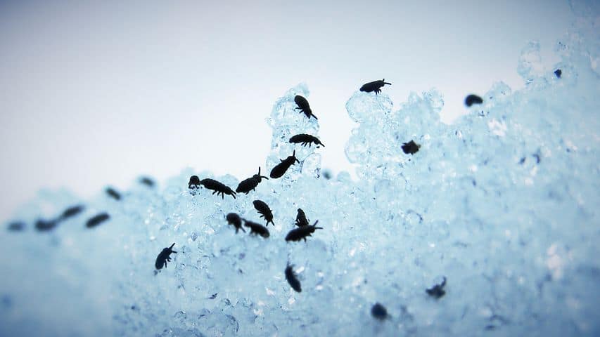 how to get rid of springtails