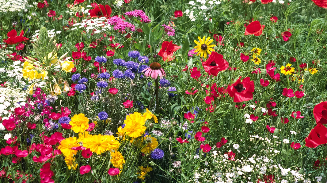 best wild flower seeds online