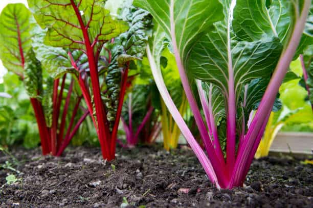 Vibrant rainbow swiss chard