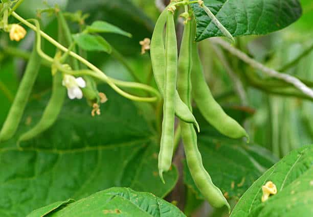 Mature Bush beans 