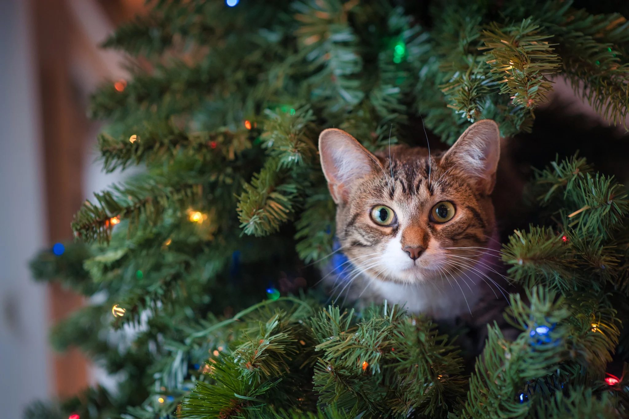 how to keep cats away from christmas tree