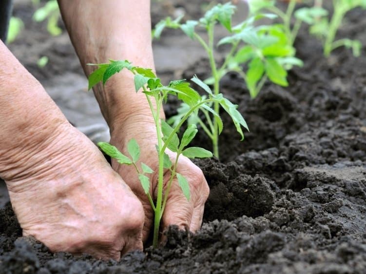 when to plant tomatoes