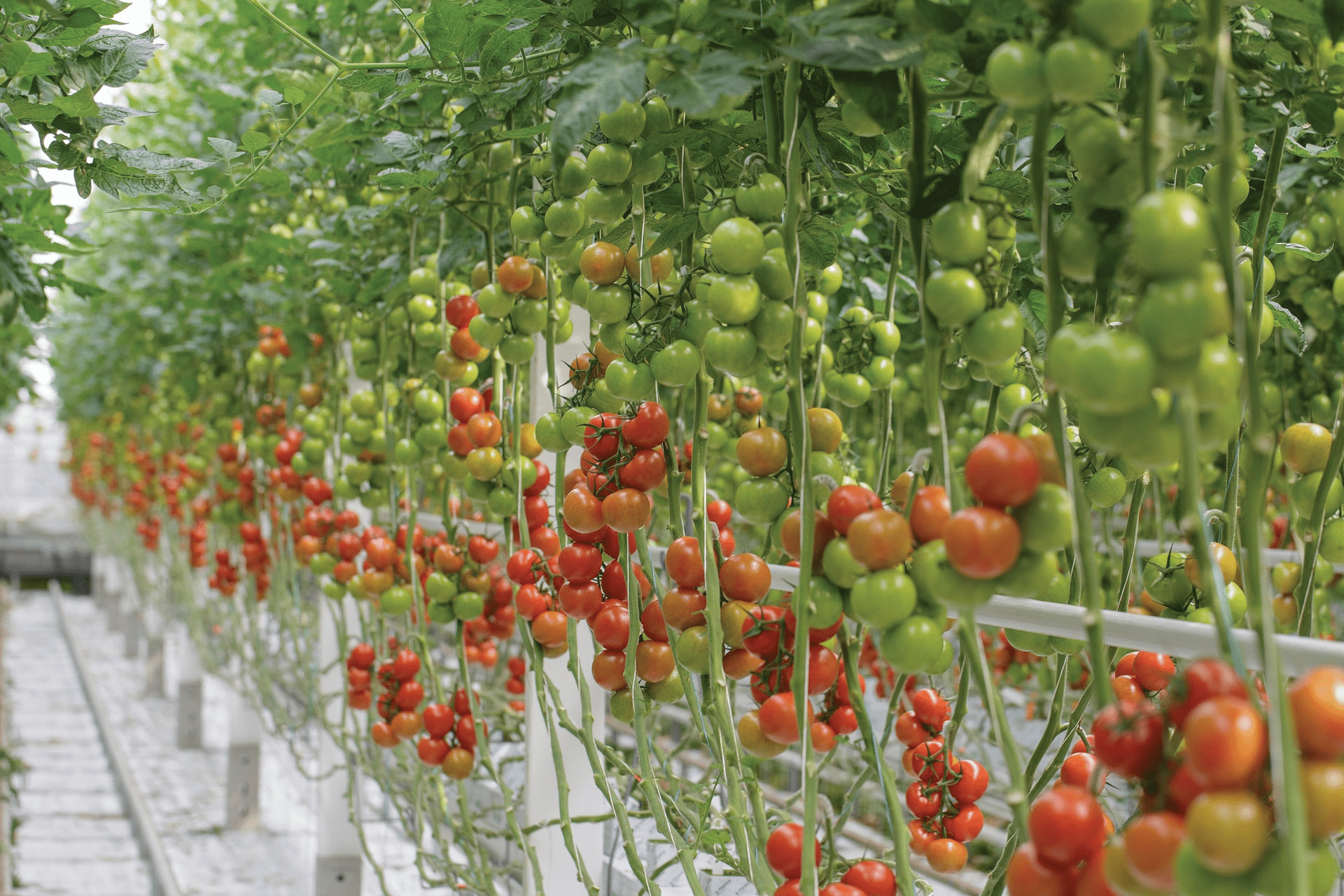 How Far Apart to Plant Tomatoes