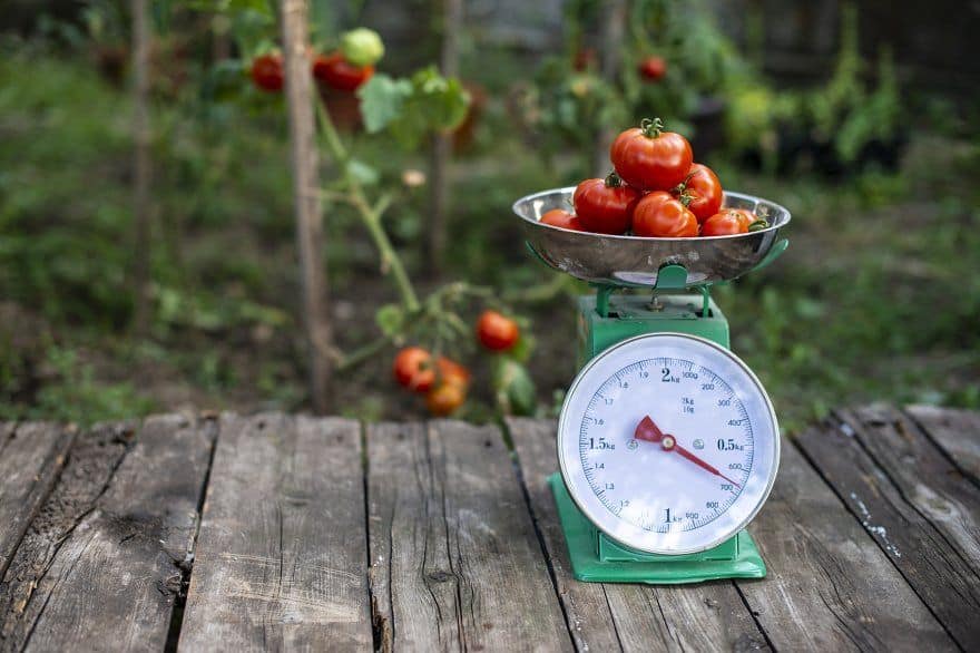 how many tomatoes in a pound