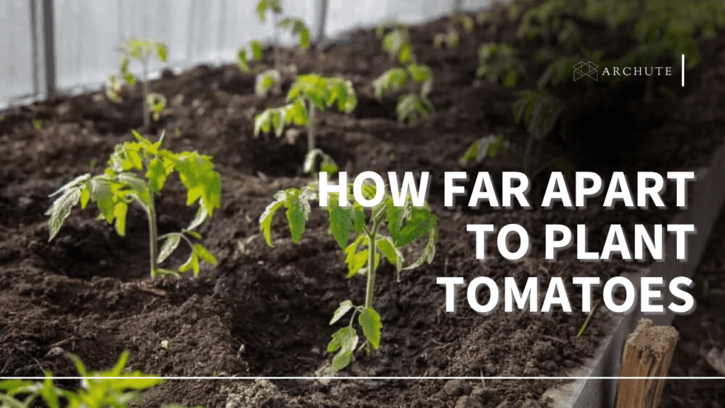 How Far Apart to Plant Tomatoes Archute