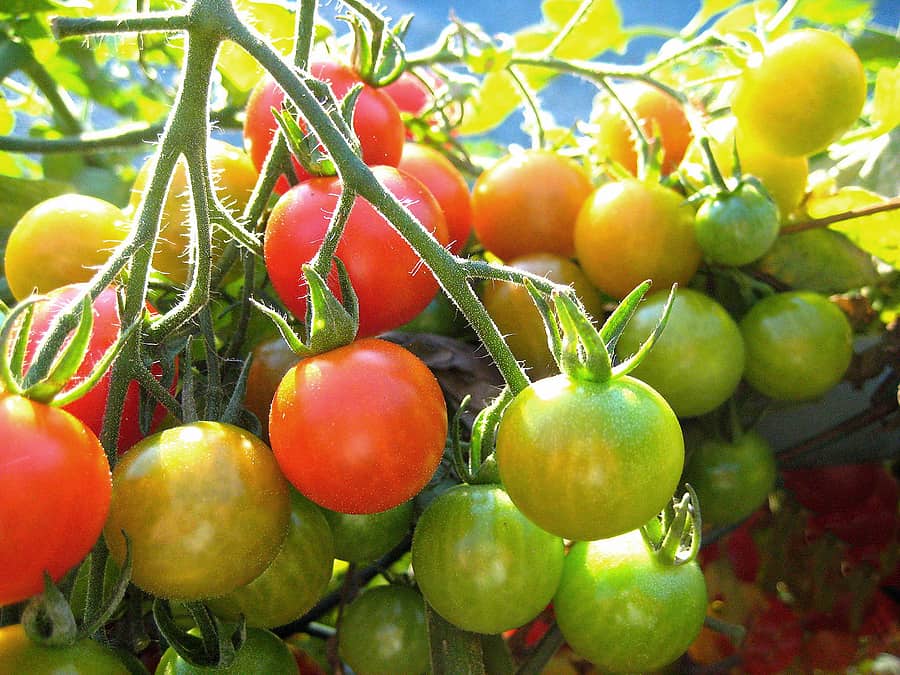 how long does it take for tomatoes to grow