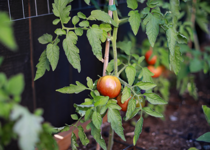 How Far Apart to Plant Tomatoes Archute