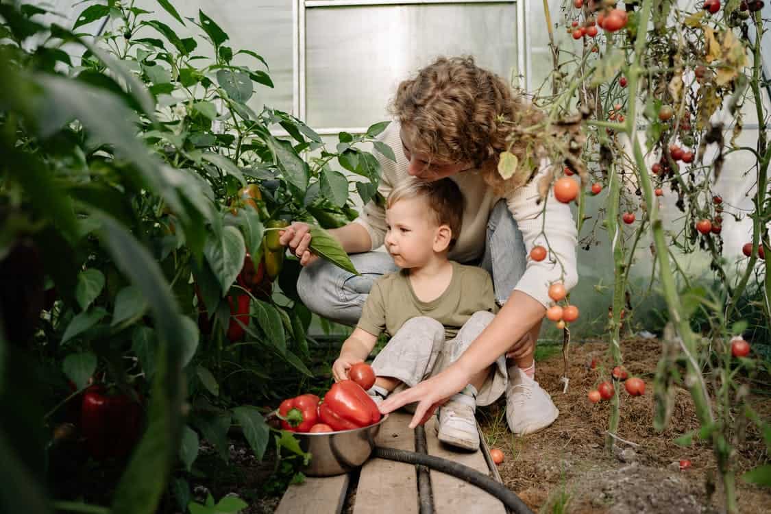when to pick tomatoes