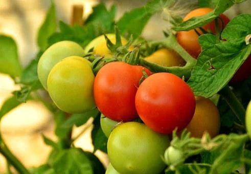 how much sun do tomatoes need