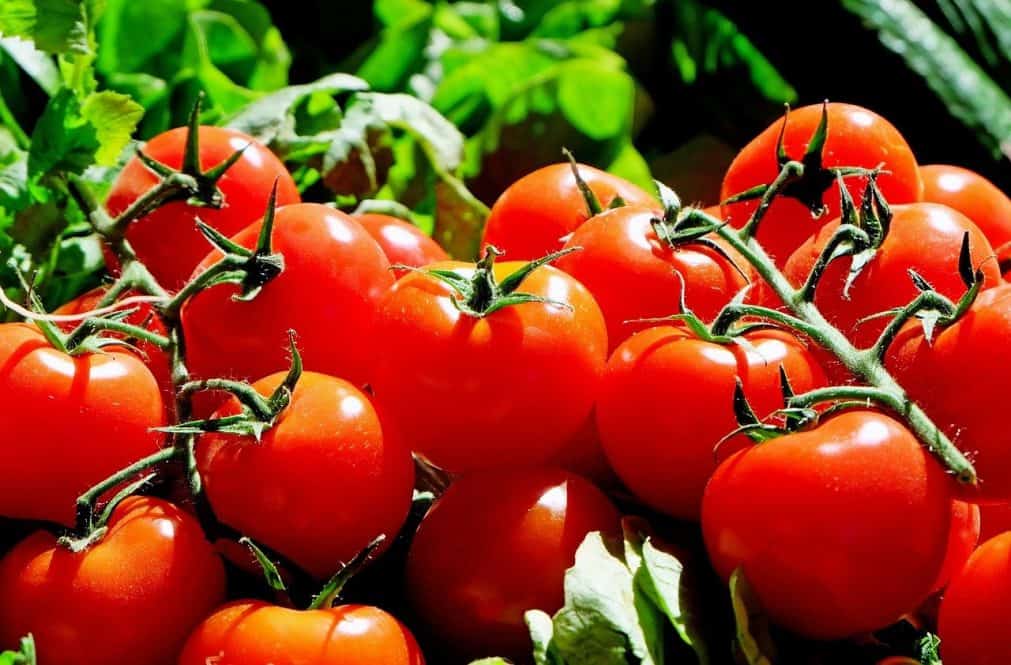 when to harvest tomatoes