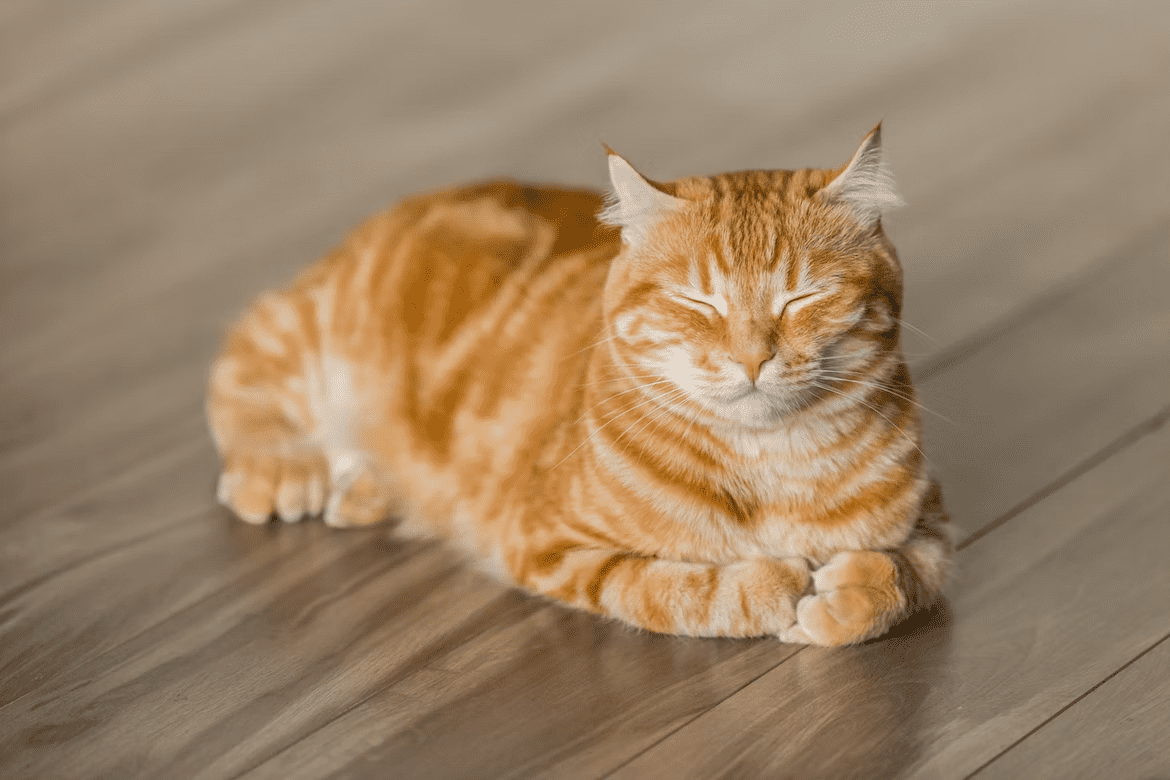 Wood Flooring