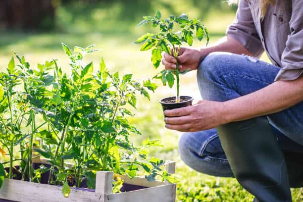 how far apart do you plant tomatoes