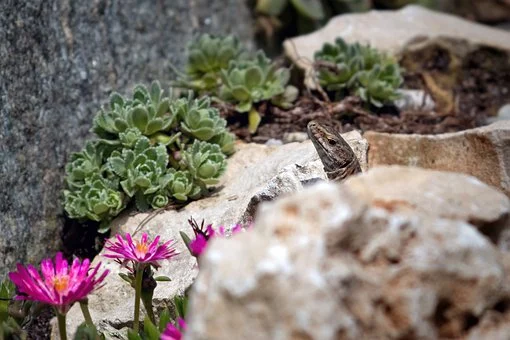 rock garden ideas
