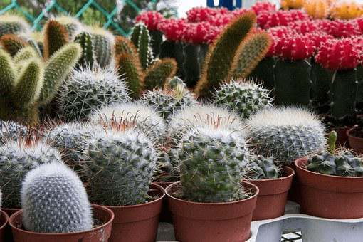 Indoor Gardening Errors