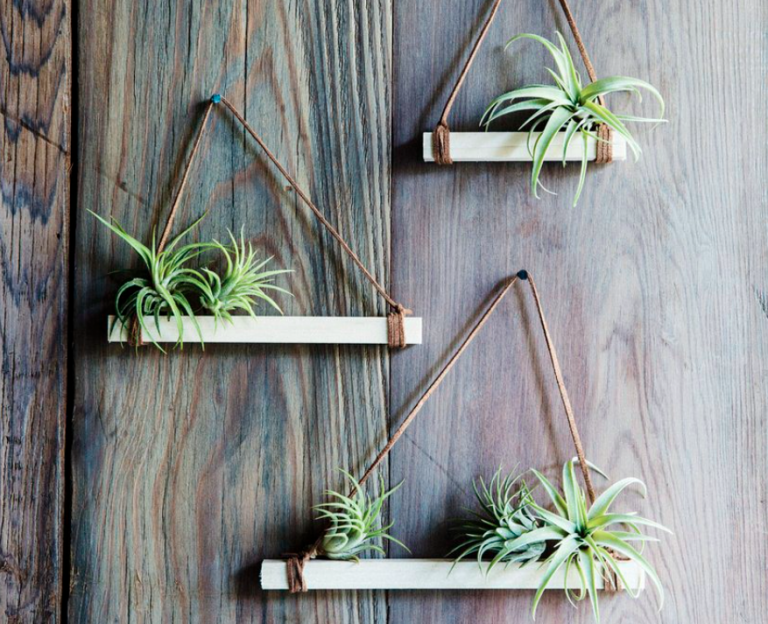 Best Plants for Wall Planters to Create a Living Wall Archute