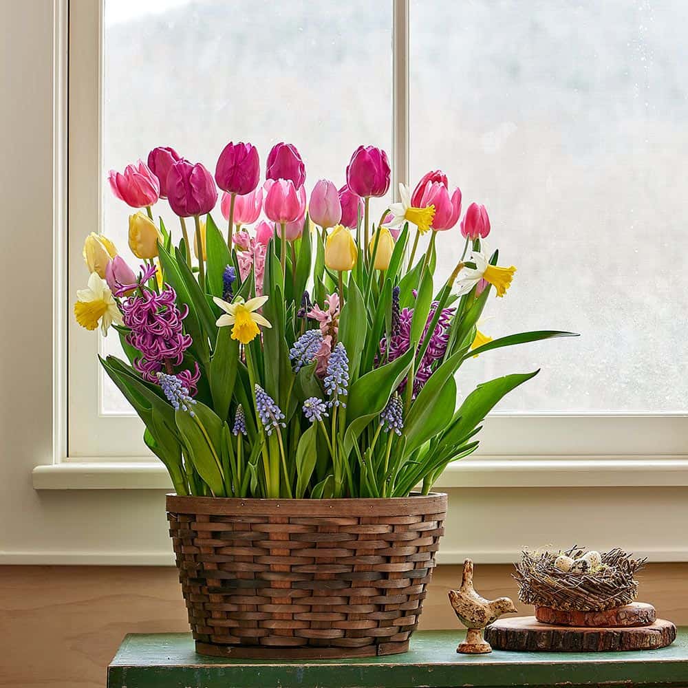 Indoor Bulbs to Provide A Burst Of Spring Color