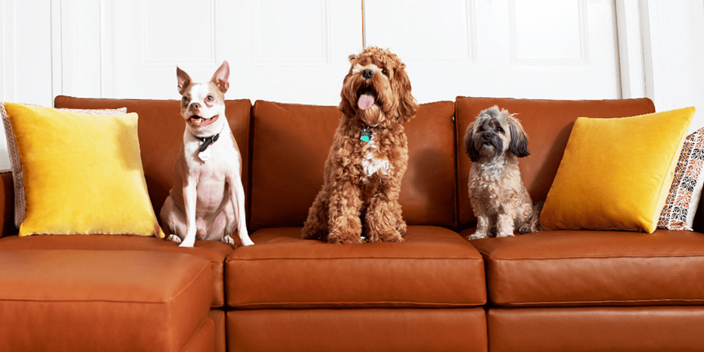 Best Couch Material For Dogs At Home for Living Space Archute