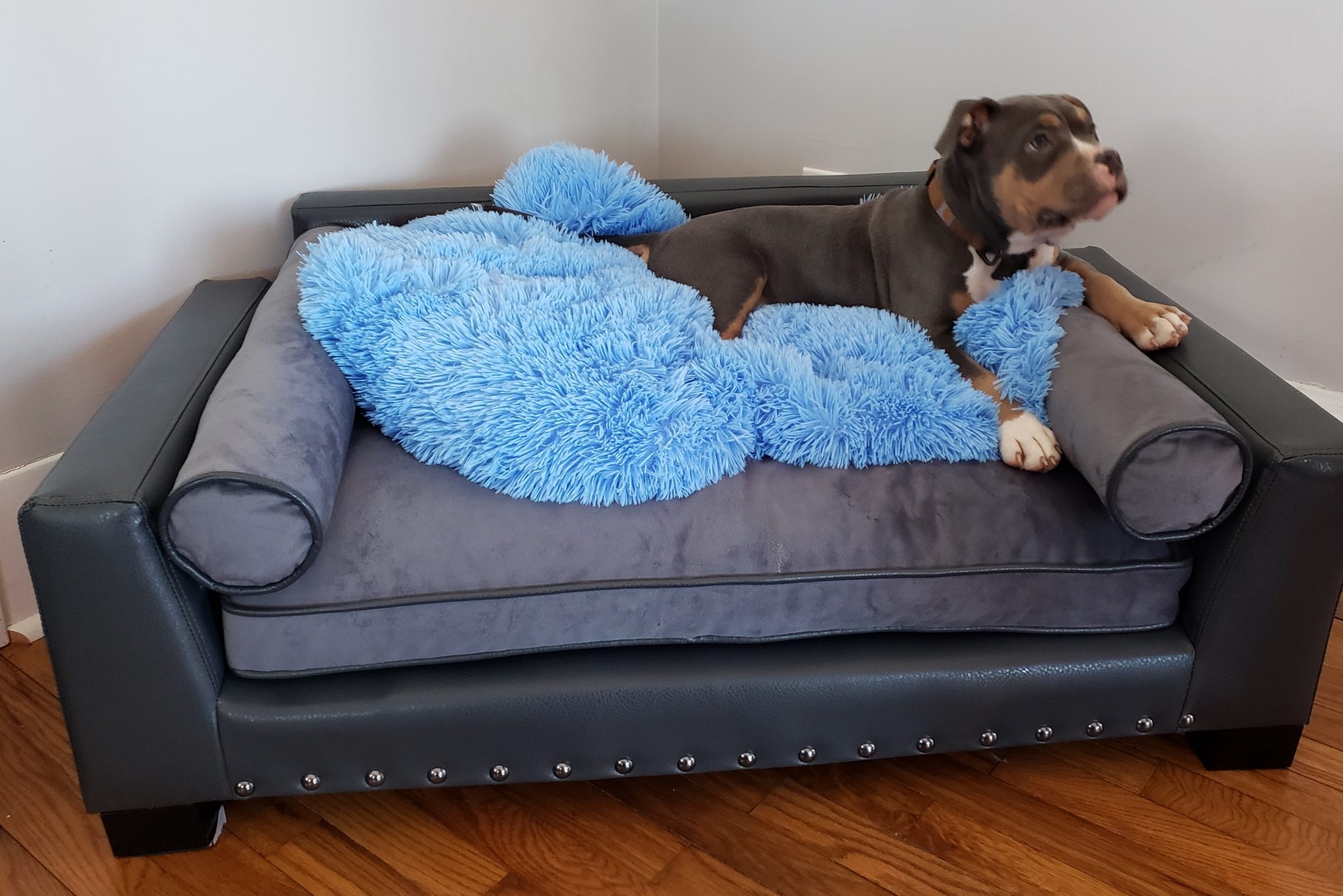 Best Couches for Dogs and Other Furry Pets Archute