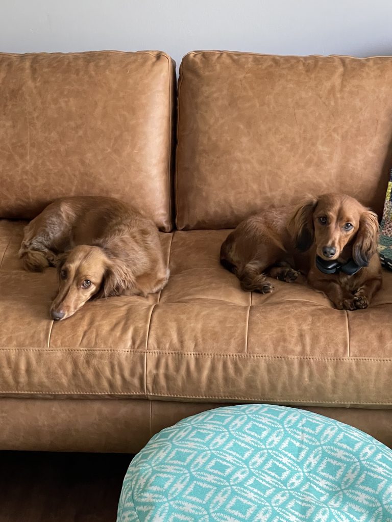 Best Couches for Dogs and Other Furry Pets Archute