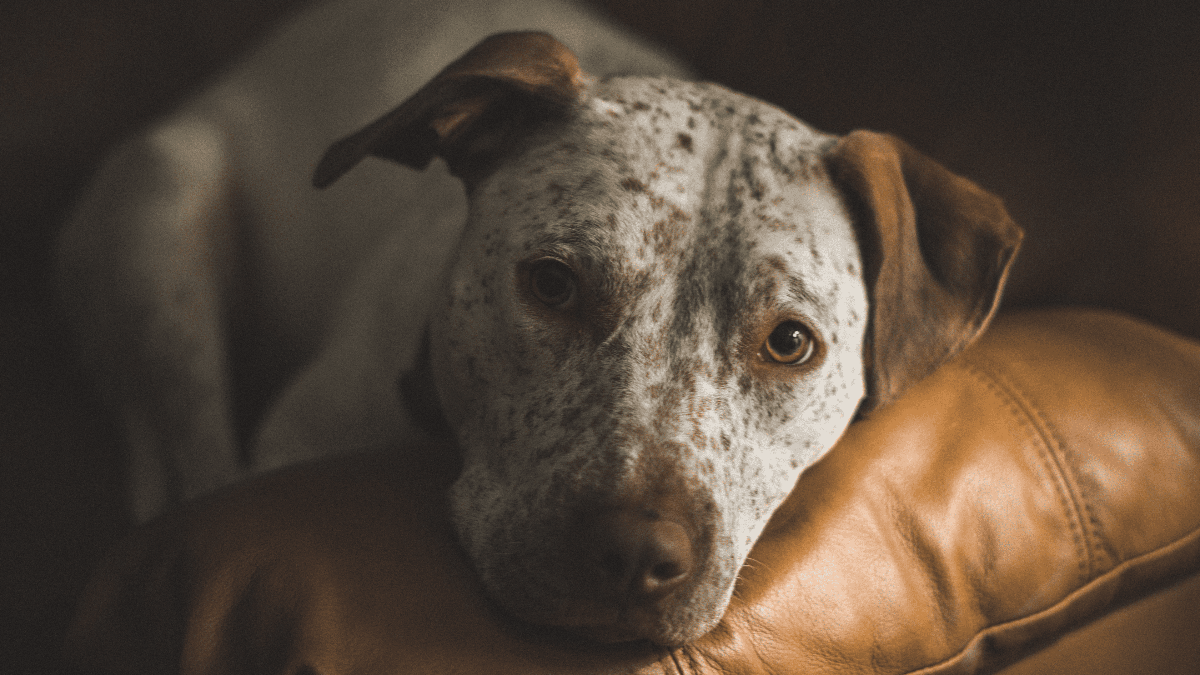 are leather couches good for dogs