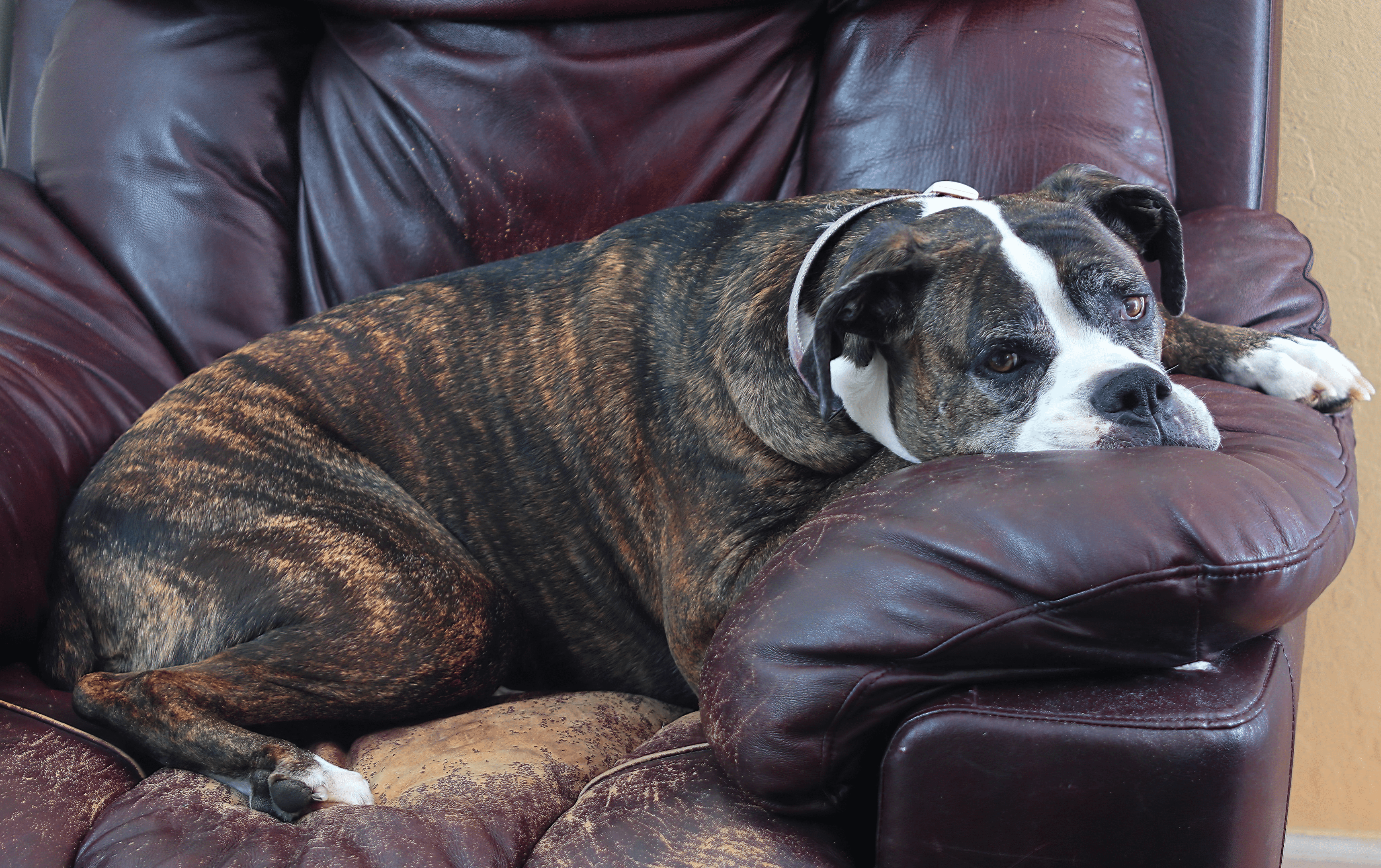 are leather couches good for dogs