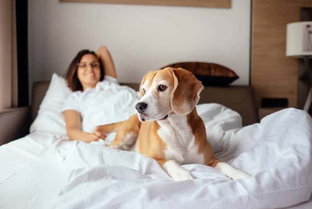 A woman and her dog resting on a sleeper sofa