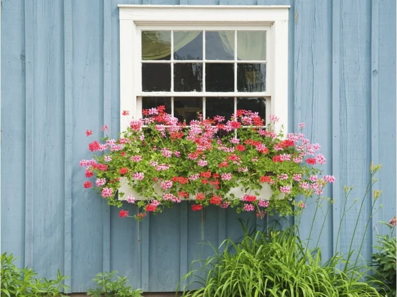 Install Window Boxes