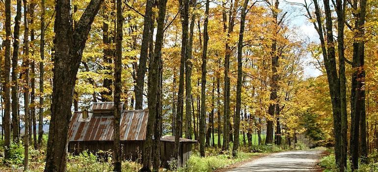 A road in the woods of Vermont.
