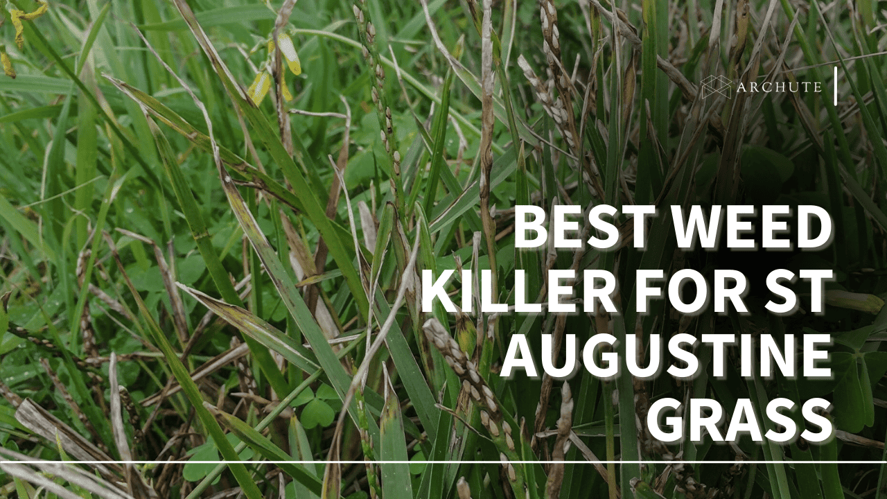 Best Weed Killer For St Augustine Grass