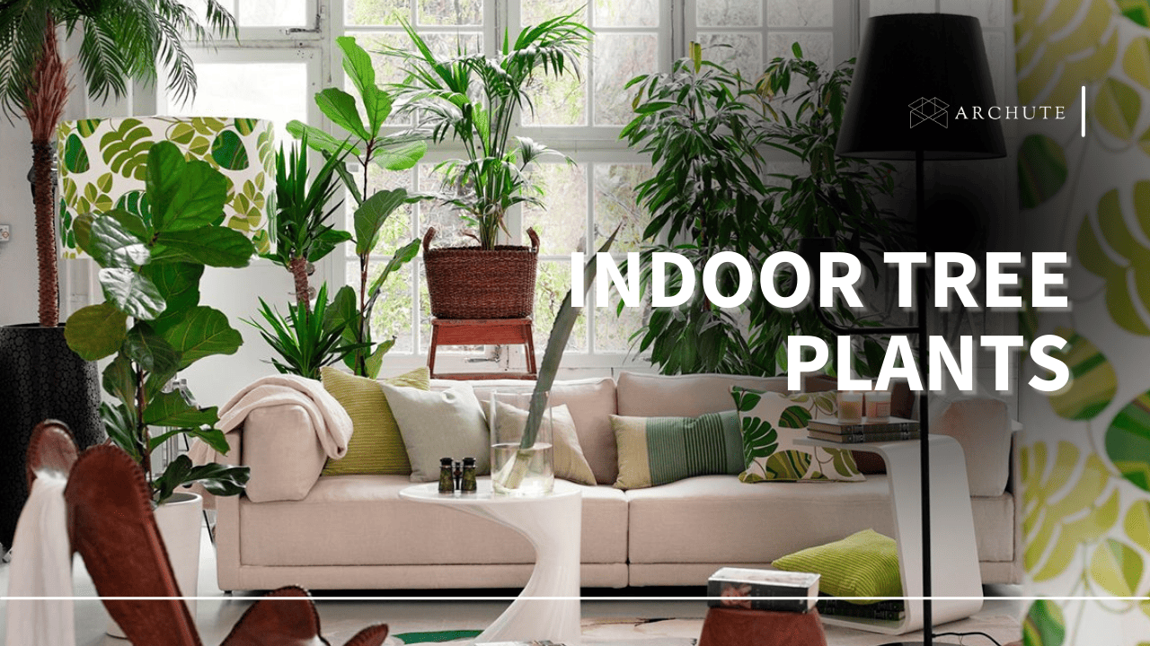 Indoor Tree Plants