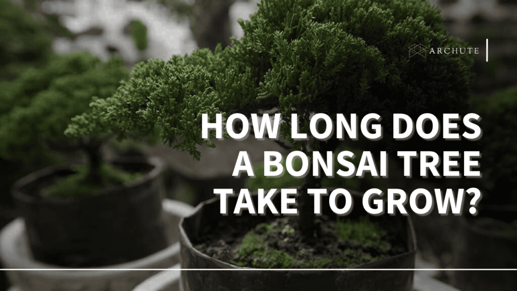 How Long Does A Bonsai Tree Take to Grow? Archute