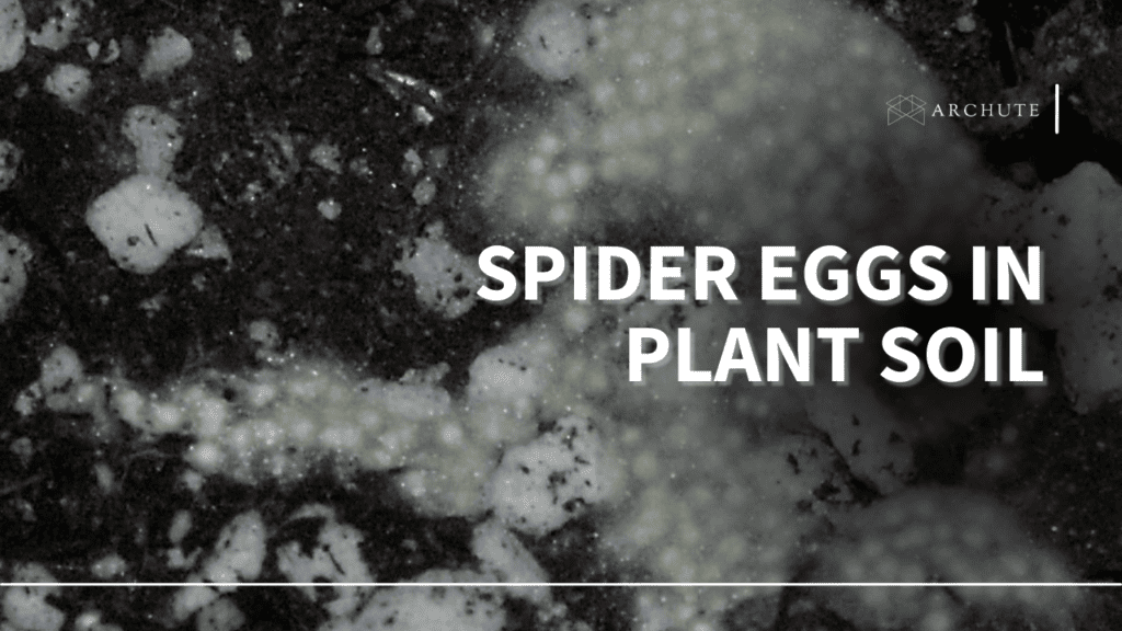 How to Deal with Spider Eggs in Plant Soil Archute